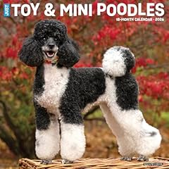 Toy miniature poodles for sale  Delivered anywhere in UK