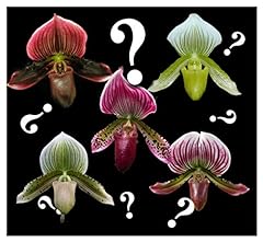 Orchid insanity paphiopedilum for sale  Delivered anywhere in USA 