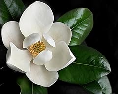 Magnolia grandiflora southern for sale  Delivered anywhere in USA 