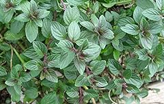 Mint black peppermint for sale  Delivered anywhere in UK
