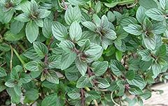 Mint black peppermint for sale  Delivered anywhere in UK