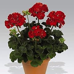 Geranium octavia hill for sale  Delivered anywhere in UK