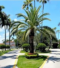 Phoenix canariensis seeds for sale  Delivered anywhere in USA 