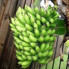 Banana plants dwarf for sale  Delivered anywhere in USA 