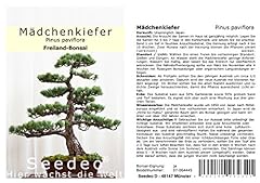 Seedeo mädchenkiefer bonsai gebraucht kaufen  Wird an jeden Ort in Deutschland