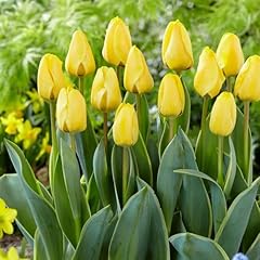 Tulpenzwiebeln single yellow gebraucht kaufen  Wird an jeden Ort in Deutschland