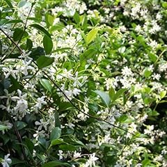 Star jasmine vine for sale  Delivered anywhere in USA 