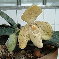 Seeds paphiopedilum slipper d'occasion  Livré partout en France