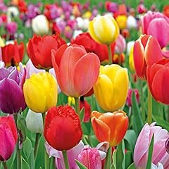 Tulip value majestic for sale  Delivered anywhere in UK