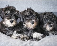 Cvpuzzles miniature schnauzer for sale  Delivered anywhere in USA 