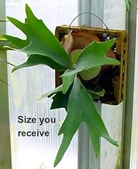 Staghorn fern mounted for sale  Delivered anywhere in USA 