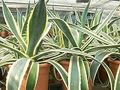 Agave americana usato  Spedito ovunque in Italia 