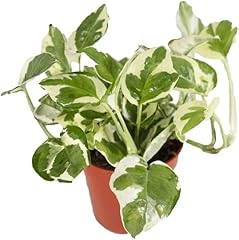 Pearls jade pothos for sale  Delivered anywhere in USA 