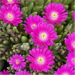 Delosperma jewel desert for sale  Delivered anywhere in UK