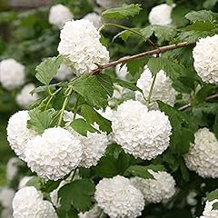 Viburnum opulus compactum for sale  Delivered anywhere in UK