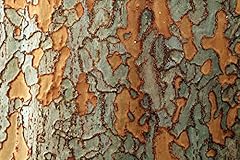 Chinese corkbark elm for sale  Delivered anywhere in USA 