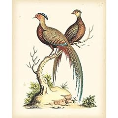 Artdirect regal pheasants for sale  Delivered anywhere in USA 