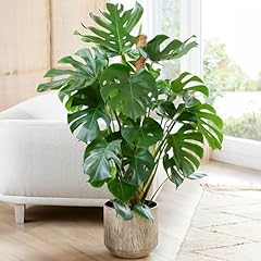 Plante monstera deliciosa d'occasion  Livré partout en Belgiqu