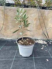 Pianta ulivo bonsai usato  Spedito ovunque in Italia 