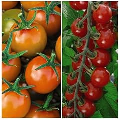 Tomato sweetest duo for sale  Delivered anywhere in UK