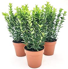 Powers flowers euonymus usato  Spedito ovunque in Italia 