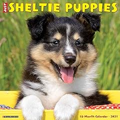 Sheltie puppies 2021 for sale  Delivered anywhere in UK