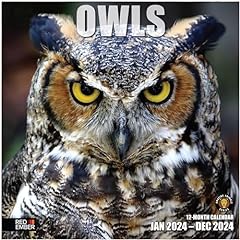 Red ember owls for sale  Delivered anywhere in USA 
