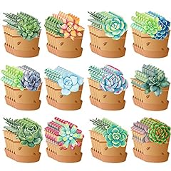 Pieces potted succulents for sale  Delivered anywhere in USA 