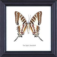 Spot swordtail butterfly for sale  Delivered anywhere in USA 