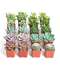 Shop succulents assorted for sale  Delivered anywhere in USA 