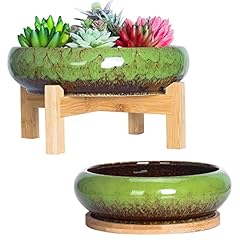 Artketty succulent plant for sale  Delivered anywhere in UK