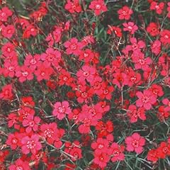 Dianthus red gem for sale  Delivered anywhere in UK