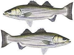 Striped bass fish for sale  Delivered anywhere in USA 