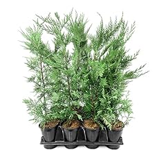 Murray cypress live for sale  Delivered anywhere in USA 