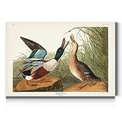 Renditions gallery shoveller for sale  Delivered anywhere in USA 