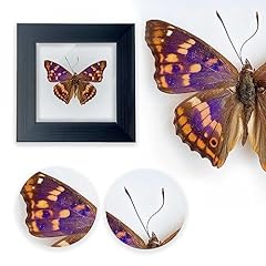 Itrixgan taxidermy butterfly for sale  Delivered anywhere in USA 