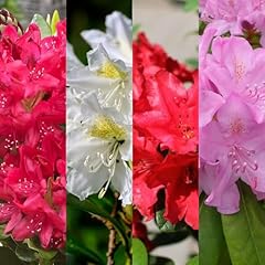Rhododendron mix inc for sale  Delivered anywhere in UK