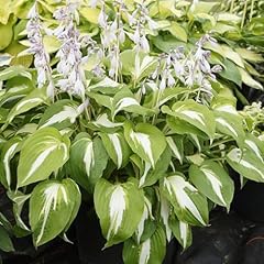 Perfect plants hosta for sale  Delivered anywhere in UK