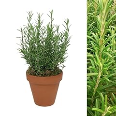 Carbeth plants rosemary for sale  Delivered anywhere in UK