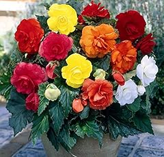 Begonia doppia mix usato  Spedito ovunque in Italia 
