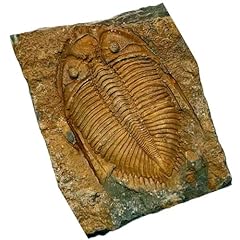 Sunnyhill real trilobite for sale  Delivered anywhere in USA 