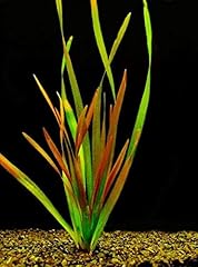Bunch vallisneria géante d'occasion  Livré partout en France