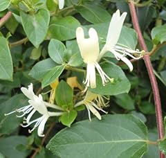 Lonicera japonica halliana for sale  Delivered anywhere in UK