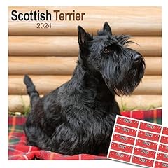 Scottish terrier calendar for sale  Delivered anywhere in UK