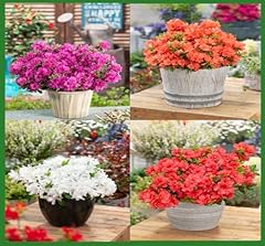 Dwarf japanese azalea for sale  Delivered anywhere in UK