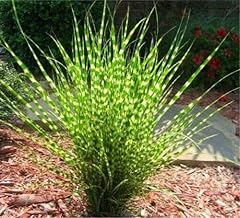 Jocadew miscanthus sinensis for sale  Delivered anywhere in USA 