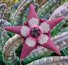 Dichondra 70pcs stapelia for sale  Delivered anywhere in USA 
