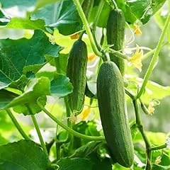 Cucumber plants ideal for sale  Delivered anywhere in UK