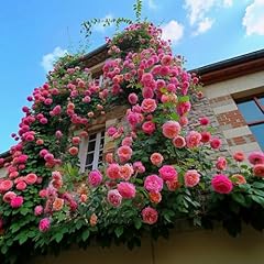 150 pink climbing for sale  Delivered anywhere in USA 