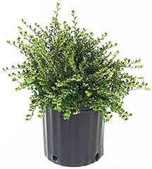 Cotoneaster adpressus little for sale  Delivered anywhere in USA 